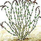 Prune buddléia - (arbusto) Doblar el arbusto