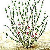 Prune buddléia - (arbusto) Pode sobre dos ojos opuestos