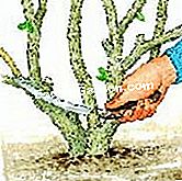 Prune buddléia - (tamaño) Cortar ramas y ramitas
