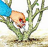 Prune buddléia - (prune) sanar