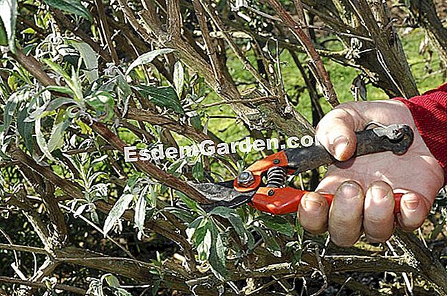 Prune buddléia - (prune) F. Marre - EsdemGarden - La madera de Pinard - Marie Marcat