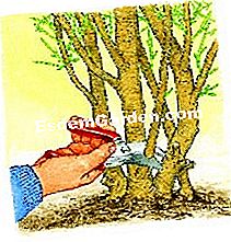 Podar el tamarisco de verano - (tamarisco) Un corte limpio - EsdemGarden