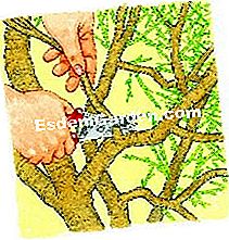 Podar el tamarisco de verano - (podar) Buen aire - EsdemGarden