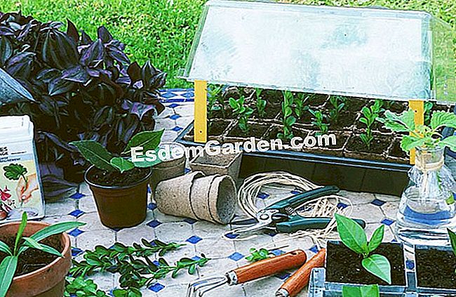 Taglio delle regole dell'arte - (dell) F.Marre - EsdemGarden - The Pinard Wood - Marie Marcat
