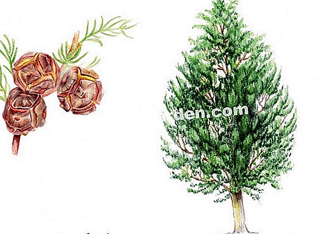Ciprés de Lambert (Cupressus macrocarpa) - (lambert) Ciprés de Lambert (Cupressus macrocarpa) - Sinónimo: Ciprés de Monterrey - Dibujo: I. Frances