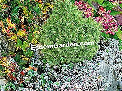 Decora il giardino con le conifere - (giardino) Riuscire a installare le conifere nel giardino