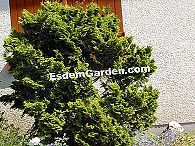 Decora il giardino con le conifere - (cipresso) Quale confine di conifere?