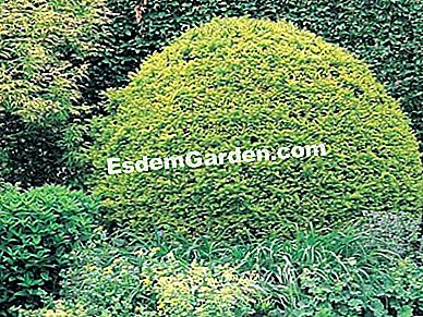 Decora il giardino con le conifere - (cipresso) Quale conifera si arriccia in una palla