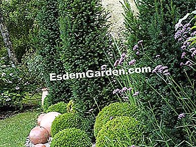 Decora il giardino con le conifere - (decora) Conifere da strutturare