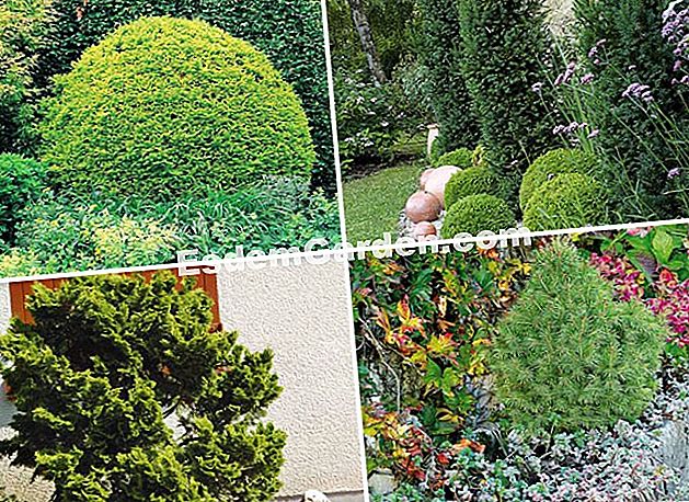 Decora il giardino con le conifere - (conifere) Come installare le conifere nel giardino? Le loro risorse per sviluppare il giardino