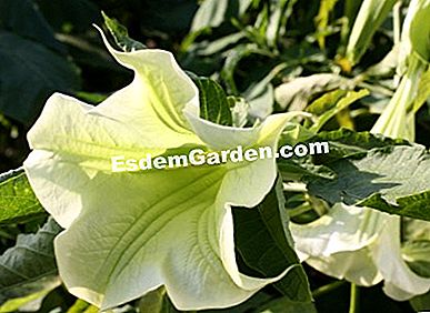 Keratan 5 tumbuhan Mediterranean - (yang) F. Marre - EsdemGarden