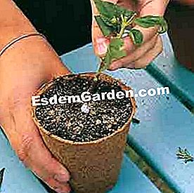 Keratan 5 tumbuhan Mediterranean - (keratan) Potong lantana