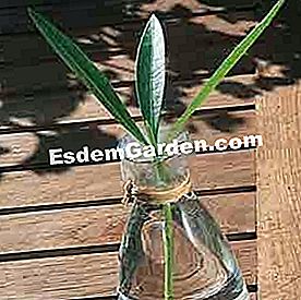 Keratan 5 tumbuhan Mediterranean - (yang) F. Marre - EsdemGarden