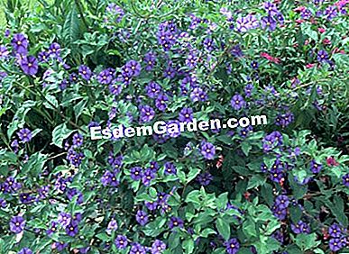 Keratan 5 tumbuhan Mediterranean - (tumbuhan) F. Marre - EsdemGarden