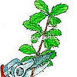 Taie berberis - (taie) Strângeți butași
