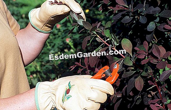 Taie berberis - (este) Taie berberis