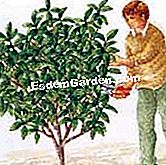 Hentikan camellia - (keratan) Pilih ranting yang sihat