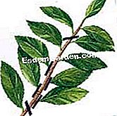 Hentikan camellia - (dalam) Potong potong