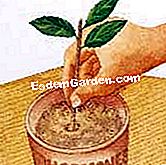 Hentikan camellia - (yang) Merendam keratan dalam serbuk hormon kulit