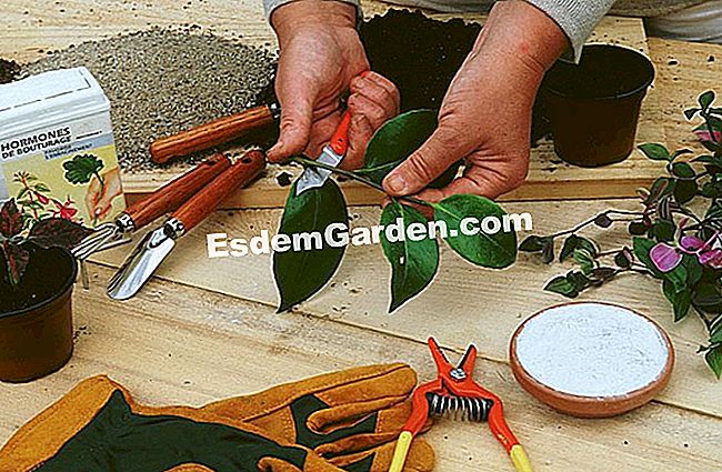 Hentikan camellia - (hentikan) F. Marre - EsdemGarden - The Pinard Wood - Marie Marcat