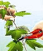 Potong viburnum (bola salji) - (atau) Potong hujung cawangan
