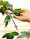 Potong viburnum (bola salji) - (atau) Keluarkan beberapa dedaunan