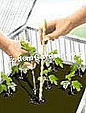 Potong viburnum (bola salji) - (atau) Letakkan keratan di taman