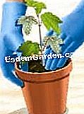 Potong viburnum (bola salji) - (dalam) Untuk memotong keratan ke dalam periuk