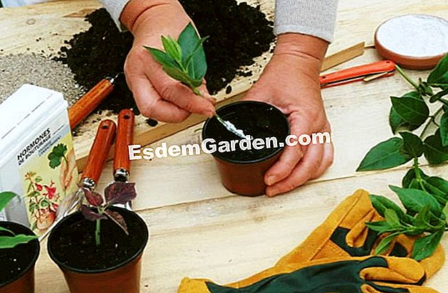 Potong viburnum (bola salji) - (viburnum) F. Marre - EsdemGarden - The Pinard Wood - Marie Marcat