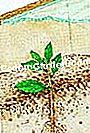 Schneiden Sie den Palm Lorbeer - (Stecklinge) Die Stecklinge im Transplantierbett anpflanzen