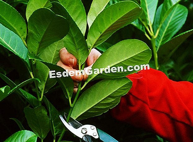 Schneiden Sie den Palm Lorbeer - (schneiden) Prunus laurocerasus - F. Marre - EsdemGarden - Das Pinardholz - Marie Marcat