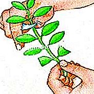 Privet๋ฅผ ์ ๋จ - ์ฌ์ฉ๋๋ ๋๊ณผ ์์ ์ ๊ฑฐ