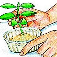 Privet๋ฅผ ์ ๋จ - privet์ ํผ๋ถ ํธ๋ฅด๋ชฌ ๋ถ๋ง๋ก ํจ์นจ