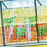 Privet๋ฅผ ์ ๋จ - ๋ฐฉ๋ฒ์
๋๋ค ๊ฐ์ด์ ์๋ฅด๊ธฐ