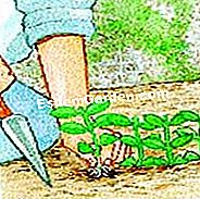 Privet๋ฅผ ์ ๋จ - privet์ ์ ์ง