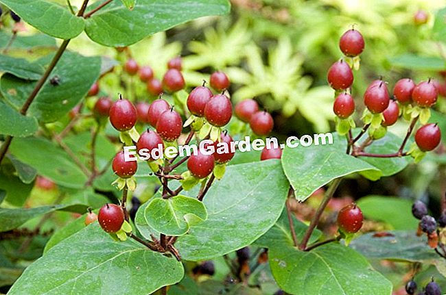 セントジョンズの麦芽を止める