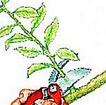 Potong weigelia itu - (weigelia) Ambil keratan