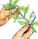 Potong weigelia itu - (weigelia) Keluarkan beberapa dedaunan