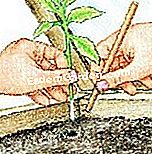 Potong weigelia itu - (dengan) Untuk memotong keratan