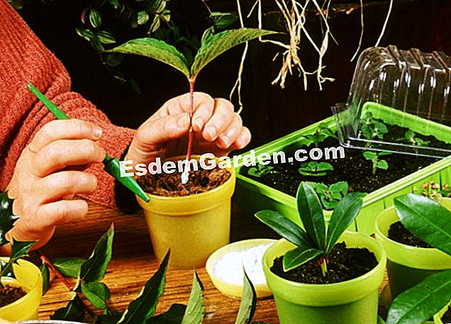 Die Weigelia Stecklinge 🌿 Alles Über Gartenarbeit Und Gartengestaltung