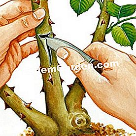 Cespuglio di rose cespuglio di Ecussonner - (ecussonner) Portainnesto: praticare un'incisione a forma di T