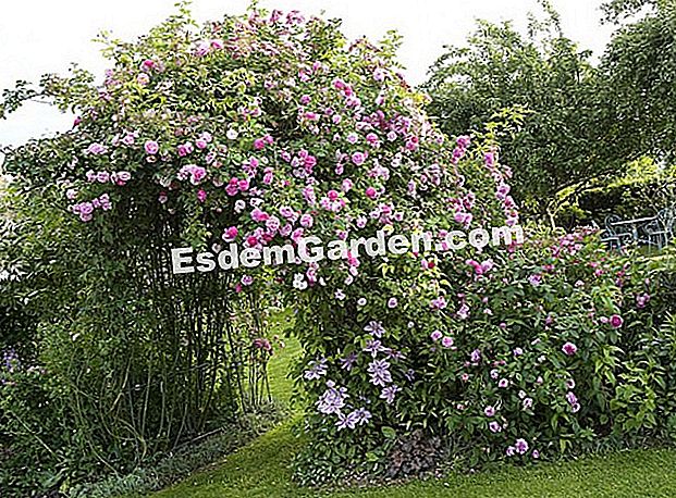 Fecondare l'alpinista non indietro - (rose) Rosa rampicante 'Seven Sister Rose' e rosebush 'Presidente di Sèze' - L. Hego - Bussy Garden