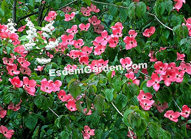 Fertilizar deutzia - (para) Cornus kousa 'satomi', deutzia con flores dobles, arbusto caducifolio con floración primaveral