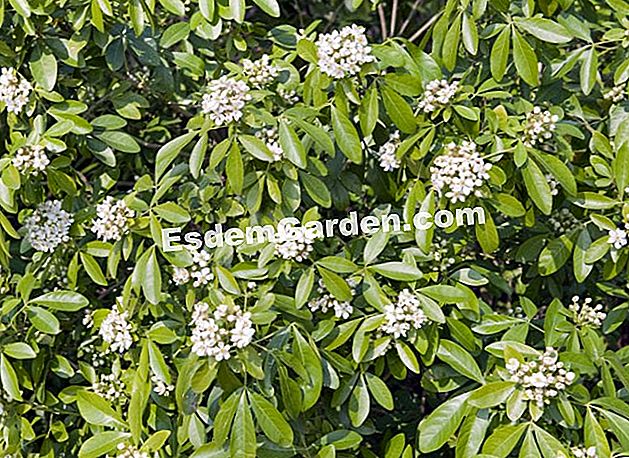 Mempupuk pokok jingga Mexico - (pokok) Choisya ternata (pokok oren Mexico) dalam mekar - F. Marre - EsdemGarden