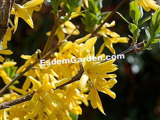 Forsythia - Brules Forsyhtia