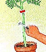ミモザをグラフトする - (ミモザをグラフトする) 根茎の茎を切る