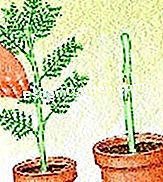 ミモザをグラフトする - (ミモザをグラフトする) 根茎の枝に近づく