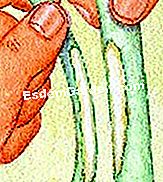 ミモザをグラフトする - (ミモザをグラフトする) 移植片と根茎を取り付ける