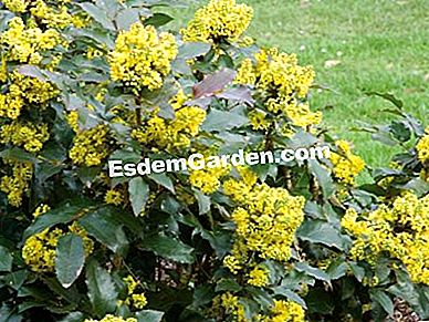 Un gard viu defensiv - (Mahonia) Common Mahonia (Mahonia aquifolium) - F. Marre - EsdemGarden