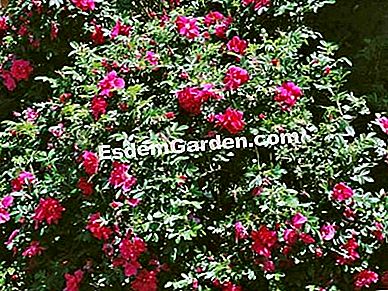 Un gard viu defensiv - (Mahonia) Trandafir rosu (Rosa rugosa)